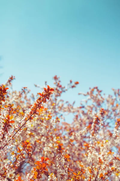 Närbild Körsbärsblommor Våren — Stockfoto