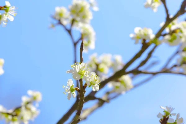 Närbild Körsbärsblommor Våren — Stockfoto