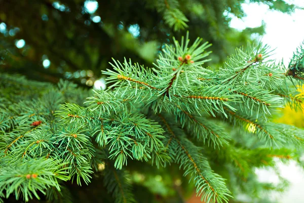 Branch of a coniferous tree on background,close up