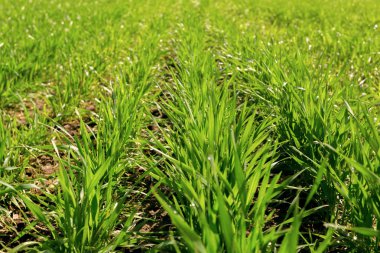 yeşil alan arka plan bahar, yakın çekim