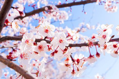 Blooming arka plan bahar, yakın çekim