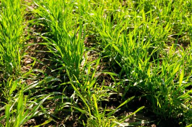 yeşil alan arka plan bahar, yakın çekim