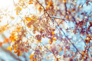 bahar aylarında kiraz ağaçları yakın çekim