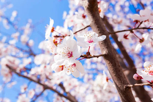 Wiosna Blooming Tło Bliska — Zdjęcie stockowe