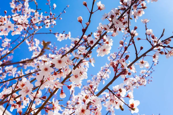 Blooming Achtergrond Lente Close — Stockfoto