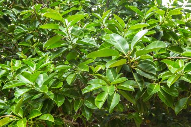 Bush doku zemin üzerine yeşil, yakın çekim