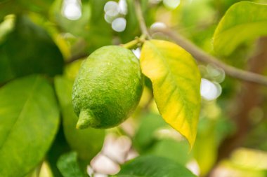 tatlı limon bir ağaç arka plan üzerinde üzerinde Kapat
