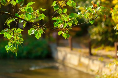 Arka planda, sonbahar yaprakları yakın çekim