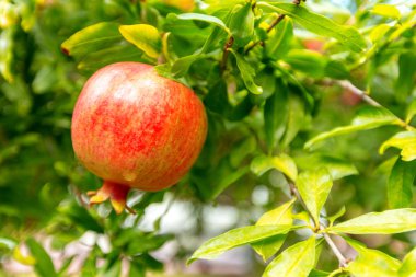 Ağaçta olgun nar var.
