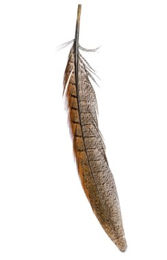 Beyaz arka plan üzerinde izole kuş tüyü, yakın çekim