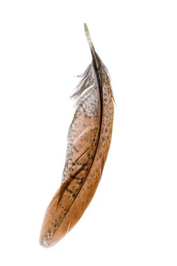 Beyaz arka plan üzerinde izole kuş tüyü, yakın çekim