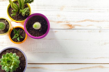 Beyaz ahşap zemin üzerinde saksı etli bitkileri 