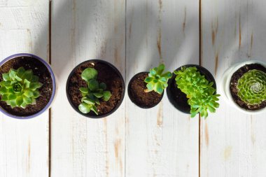 Beyaz ahşap zemin üzerinde saksı etli bitkileri 