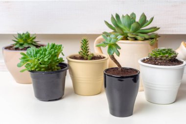 Tencere evde küçük etli bitkiler 