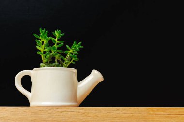 Tek bir etli bitki saksı 