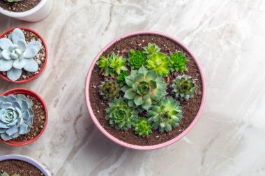 succulents farklı tencere çeşitli üstten görünüm