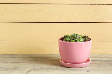 Tablo üzerinde gruplandırılmış etli bitkiler