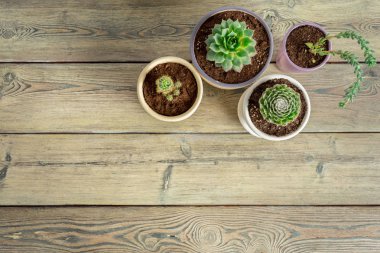 Tencere evde küçük etli bitkiler 