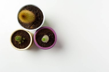 Tencere beyaz arka plan üzerinde sulu bitkilerin yakın çekim 