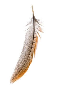 Beyaz arka plan üzerinde izole kuş tüyü, yakın çekim