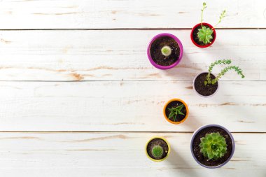 Beyaz ahşap zemin üzerinde saksı etli bitkileri 