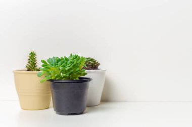 Tencere evde küçük etli bitkiler 