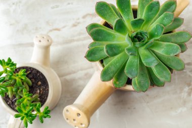 Succulents farklı tencere çeşitli