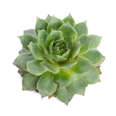 etli bitki tencerede beyaz arka plan üzerinde Kapat 