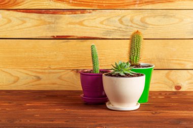 Tablo üzerinde gruplandırılmış etli bitkiler