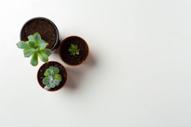 Tencere beyaz arka plan üzerinde sulu bitkilerin yakın çekim 