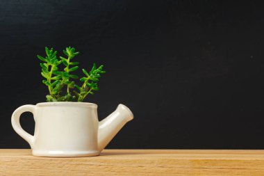 Tek bir etli bitki saksı 