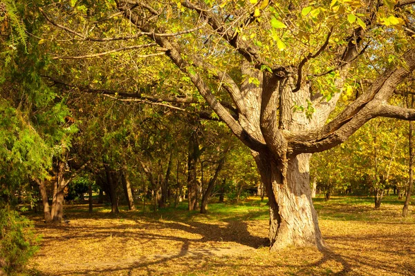 秋叶的背景 — 图库照片