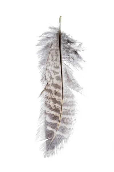 Primo Piano Uccello Piuma Isolato Sfondo Bianco — Foto Stock