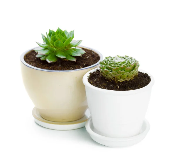 Close Plantas Suculentas Vasos Sobre Fundo Branco — Fotografia de Stock