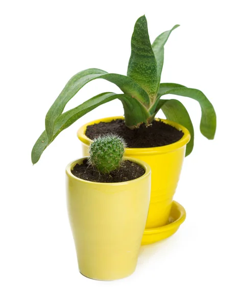 Primo Piano Piante Succulente Vaso Fondo Bianco — Foto Stock