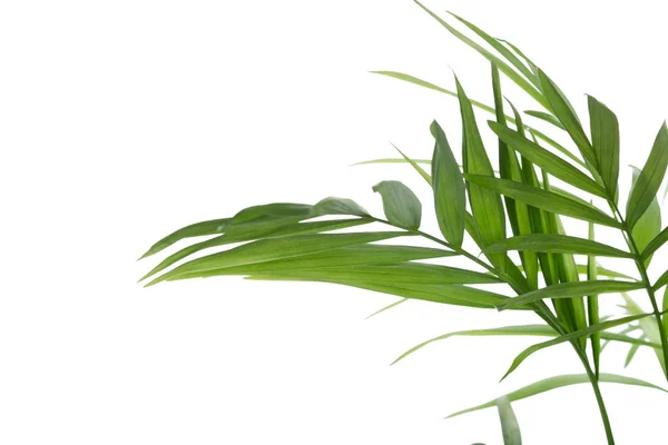 Güzel Palmiye Yaprakları Arka Plan Üzerinde Kapat — Stok fotoğraf