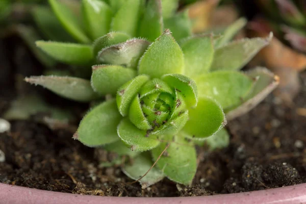 Primer Plano Pequeñas Plantas Suculentas — Foto de Stock