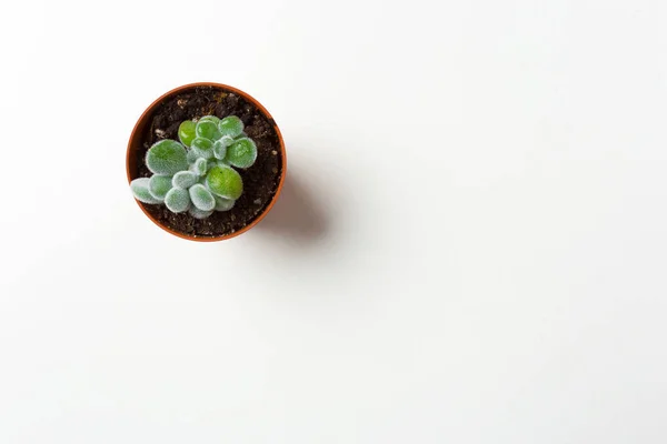 Close Succulent Plant Pot White Background — Stock Photo, Image