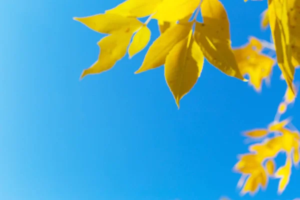 Träd Med Gula Blad Mot Blå Himmel — Stockfoto