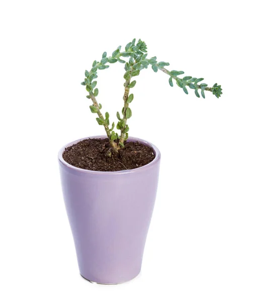 Close Planta Suculenta Vaso Sobre Fundo Branco — Fotografia de Stock