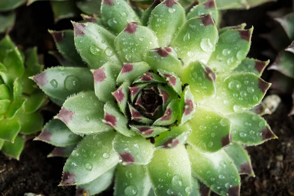 Primer Plano Pequeñas Plantas Suculentas — Foto de Stock