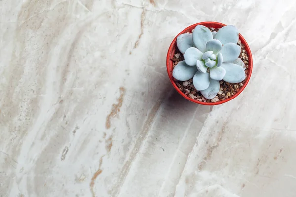 Single Succulent Plant Potted — Stock Photo, Image