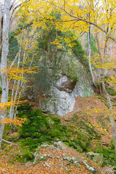 Outono Natureza Paisagem Árvores Uma Floresta — Fotografia de Stock