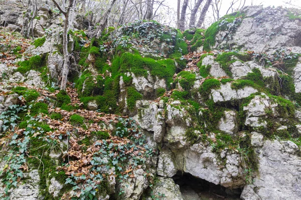 Rochas Montanha Cobertas Plantas Florestais — Fotografia de Stock