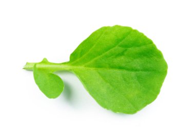Ispanak yaprağı beyaz arka plan üzerinde izole kapatmak