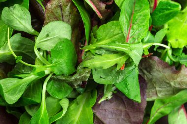  taze yeşil yaprakları arka planı kapat 