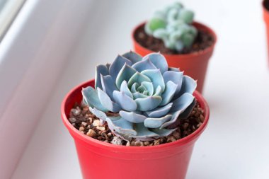 Tencere evde küçük etli bitkiler 