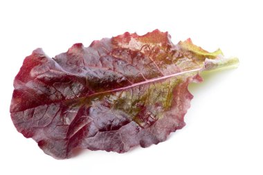 Beyaz arkaplanda salata yaprakları izole