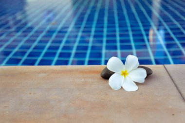 Frangipani çiçek atış kapatın