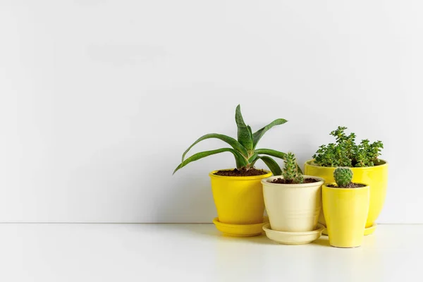 Petites Plantes Succulentes Dans Des Pots Intérieur Maison — Photo